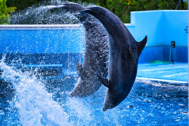 イルカのショープール