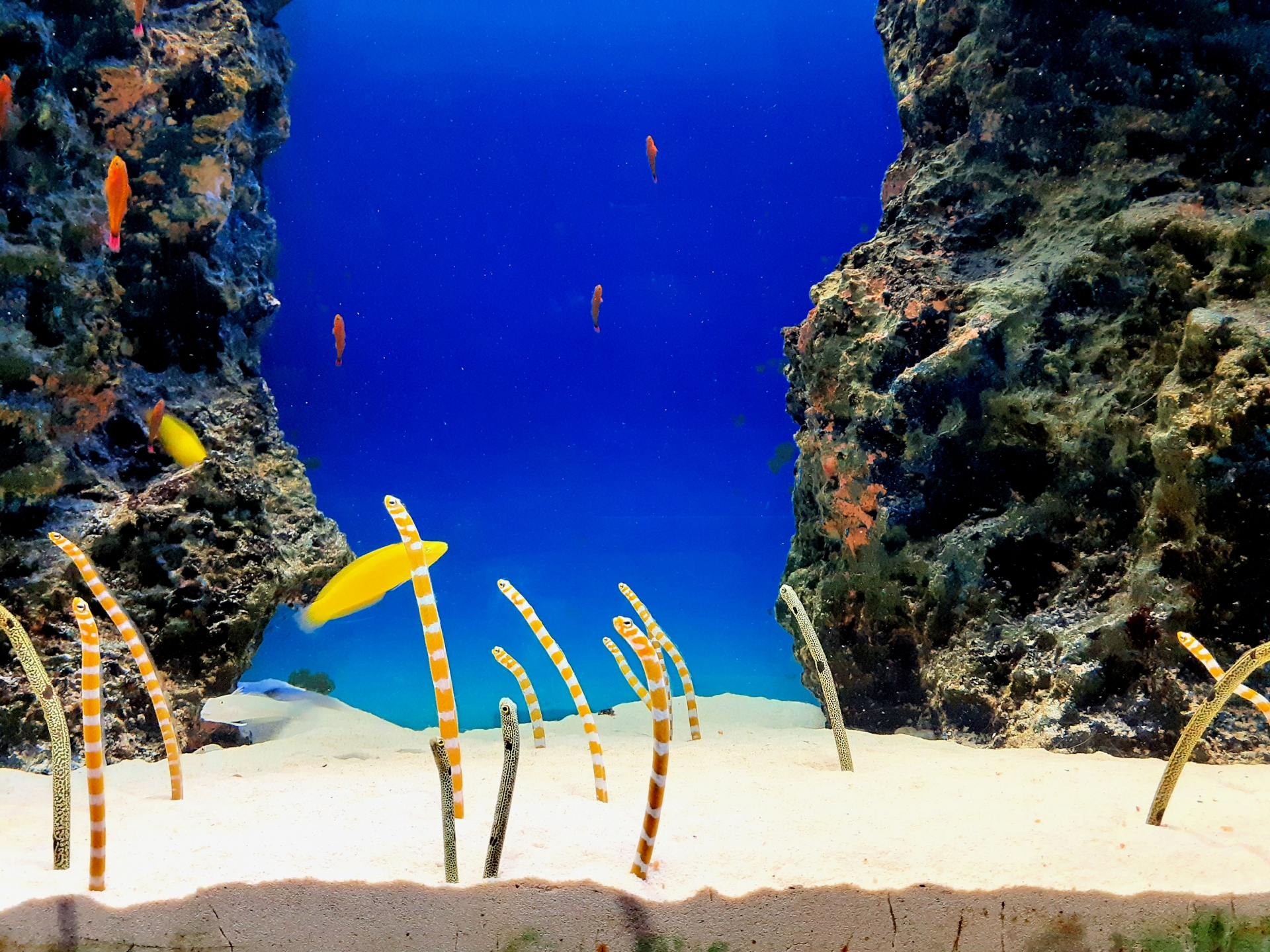 砂地水槽から顔を出すチンアナゴたち