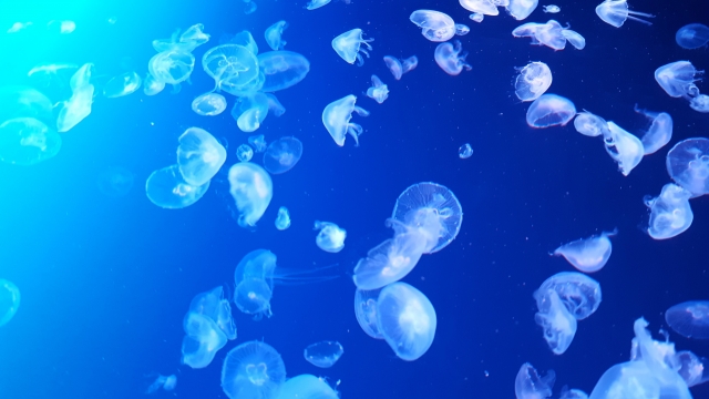 群れで漂うクラゲのシルエット