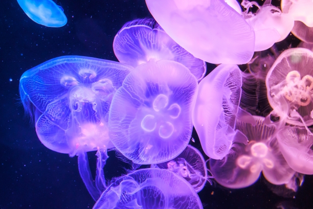 淡い光でゆらめくクラゲ