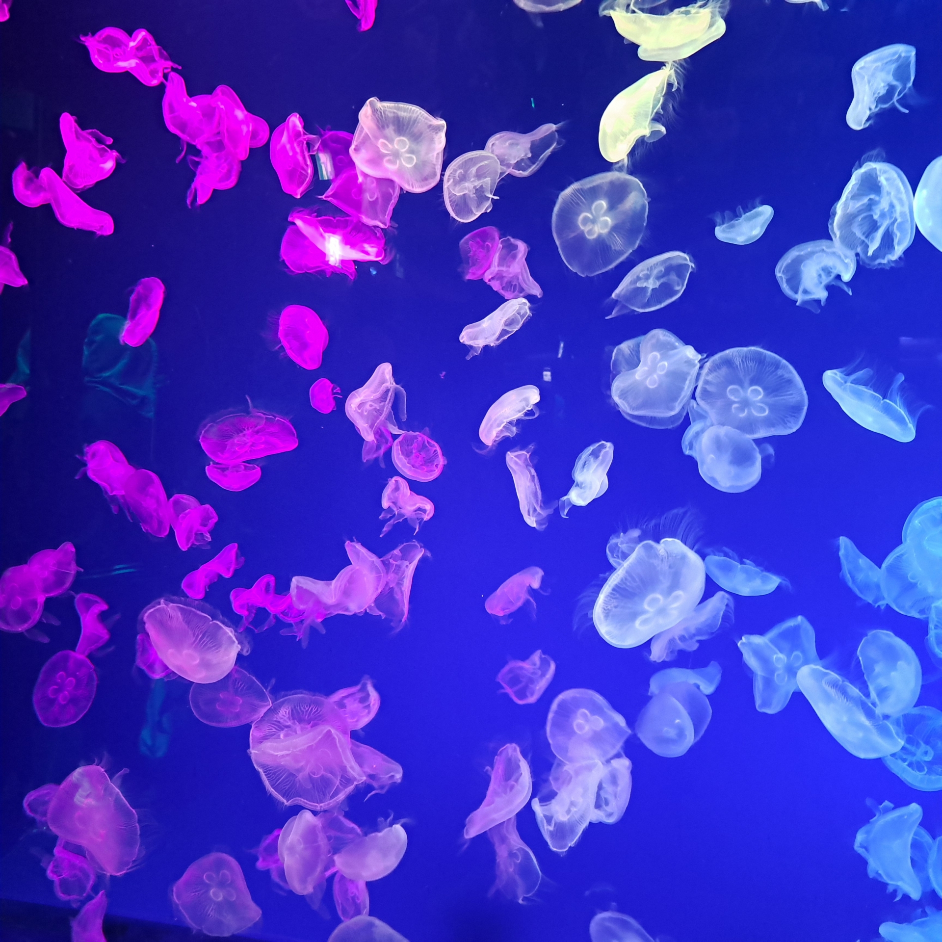 色と音に包まれて漂うクラゲの演出水槽