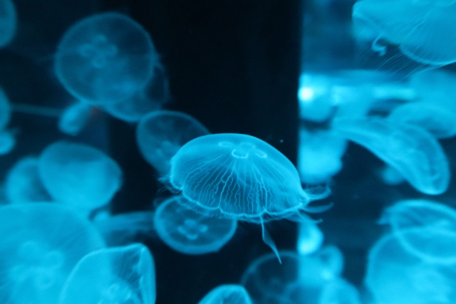 やわらかな光に照らされるクラゲ