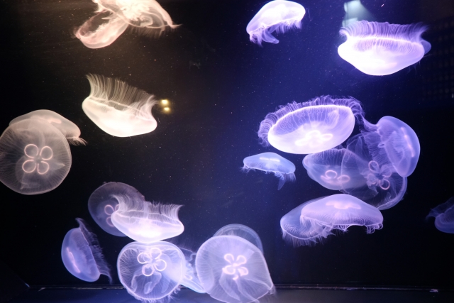 穏やかな光の波とクラゲ