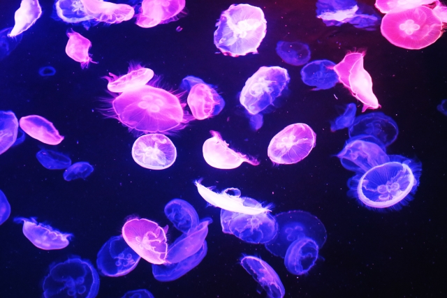 ピンク色の照明に浮かぶクラゲ