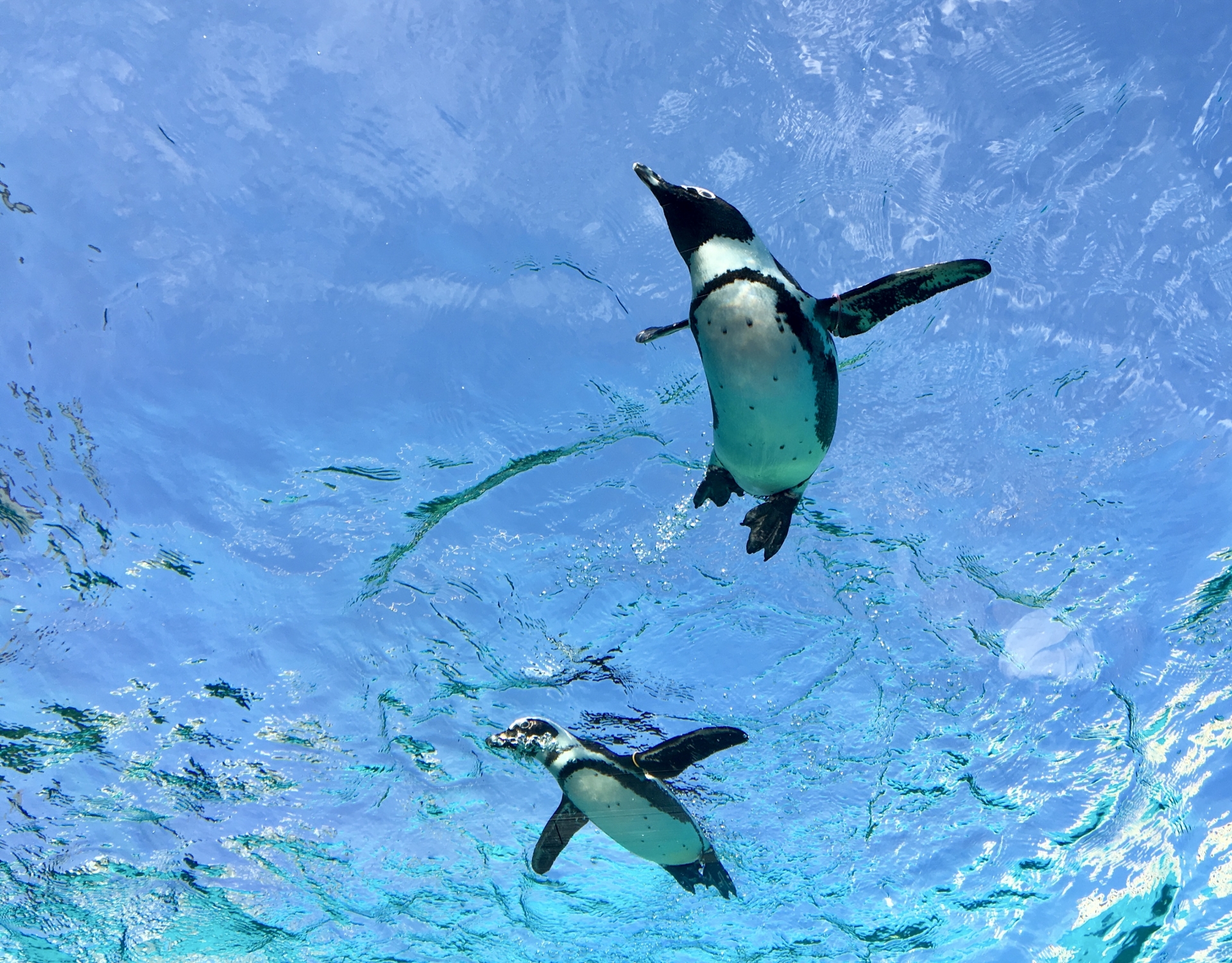 トンネル水槽で泳ぐペンギンたち