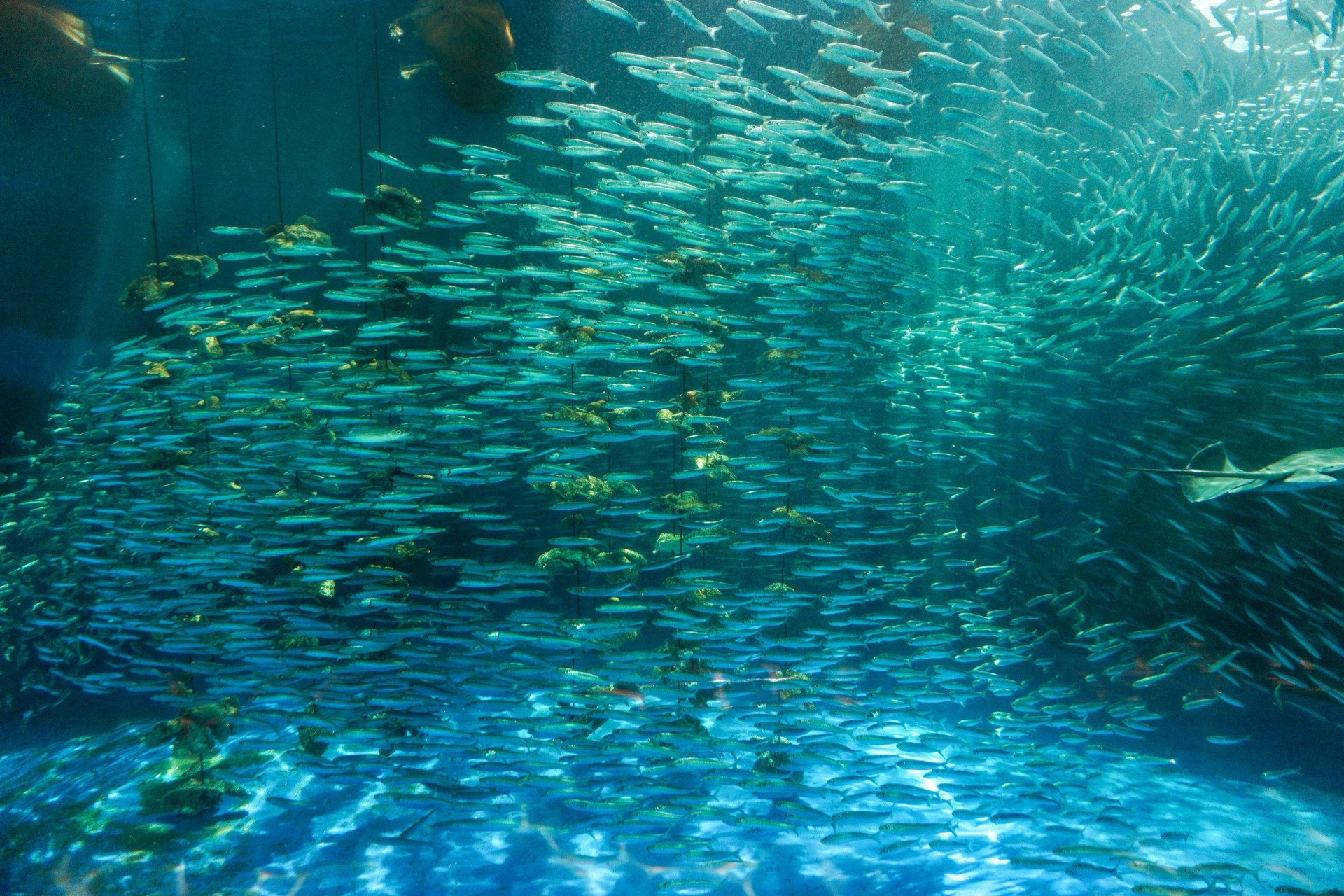 大水槽を泳ぐマイワシの大群