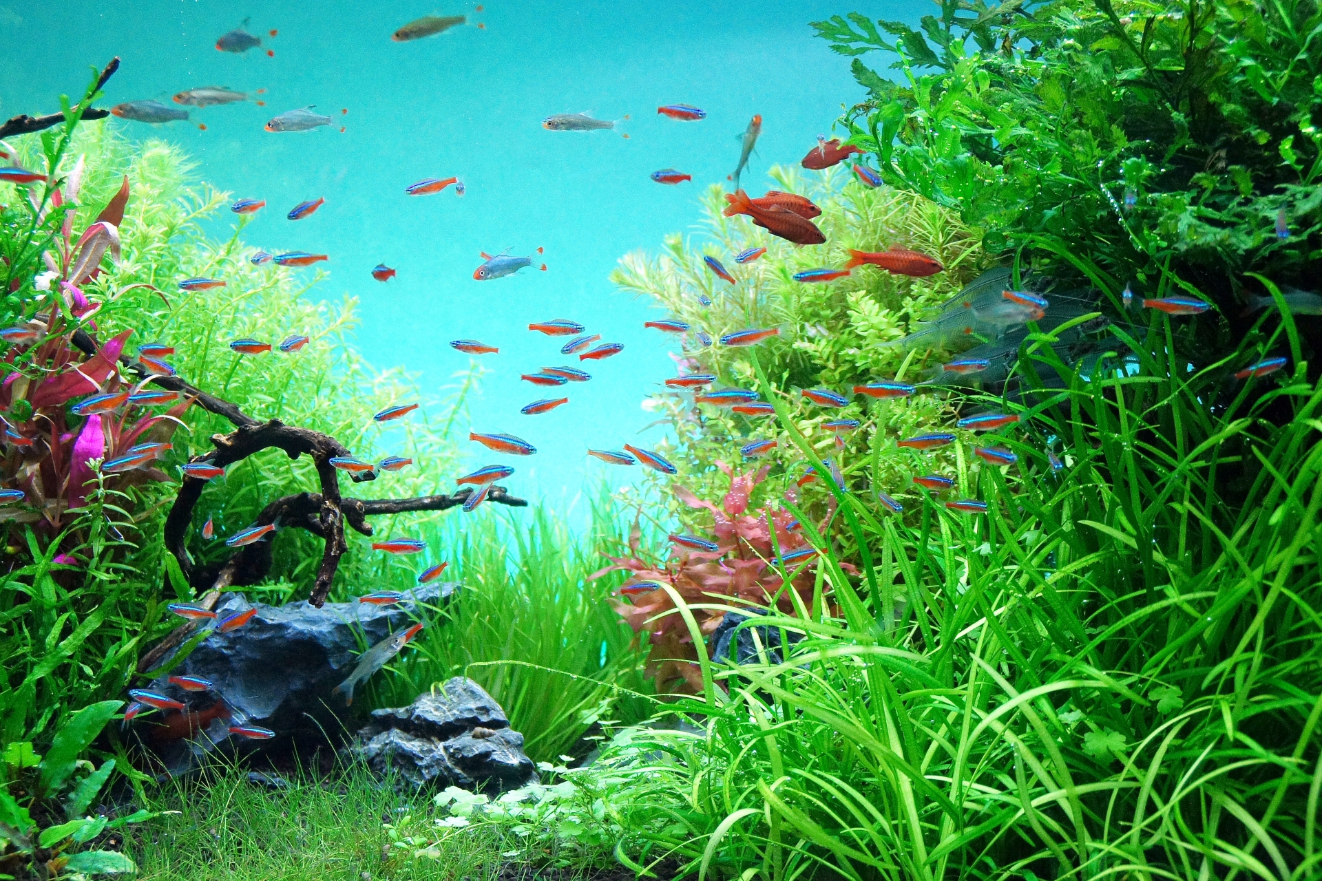 水草の間を泳ぐ熱帯魚たち