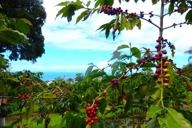 コーヒーの歴史